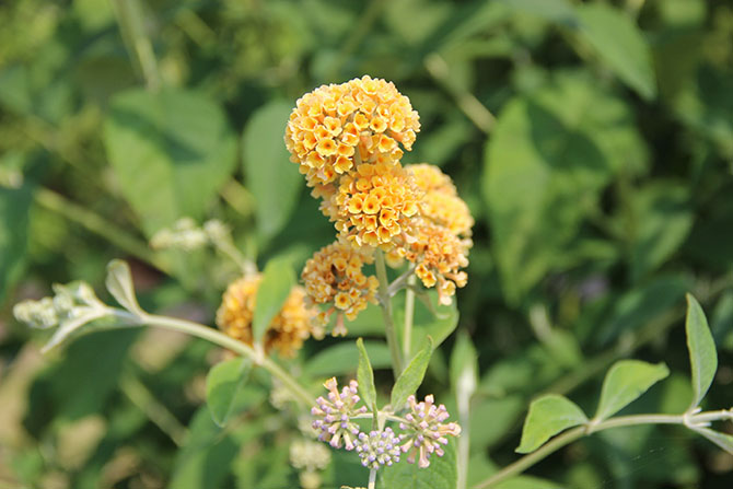 Outre la stérilité, des progrès importants ont été réalisés dans l’aspect compact et de nouveaux coloris de Buddleja - © A. Cadic 